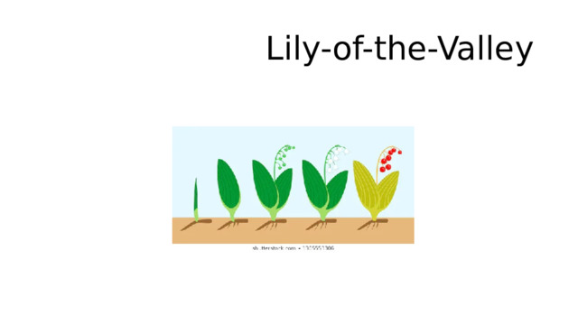 Lily-of-the-Valley 