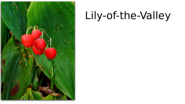 Lily-of-the-Valley 