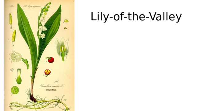 Lily-of-the-Valley 