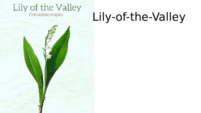 Lily-of-the-Valley 