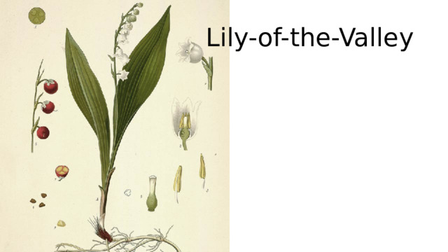 Lily-of-the-Valley 