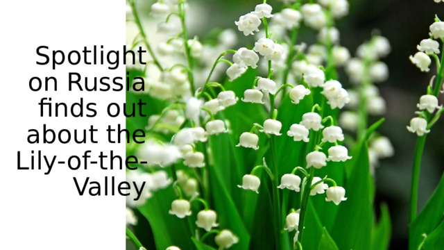 Spotlight on Russia finds out about the Lily-of-the-Valley 