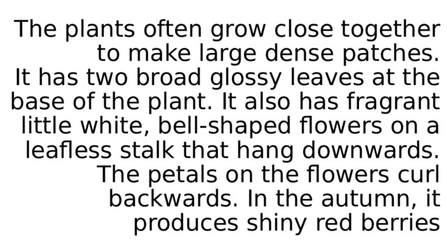 The plants often grow close together to make large dense patches.  It has two broad glossy leaves at the base of the plant. It also has fragrant little white, bell-shaped flowers on a leafless stalk that hang downwards. The petals on the flowers curl backwards. In the autumn, it produces shiny red berries 