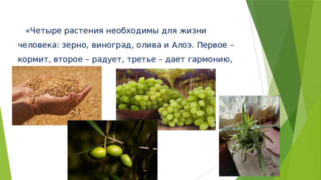  «Четыре растения необходимы для жизни человека: зерно, виноград, олива и Алоэ. Первое – кормит, второе – радует, третье – дает гармонию, четвертое - лечит».   