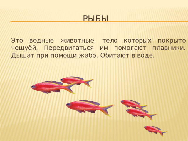 Растворенный в воде кислород проникает через тонкие стенки жабр в