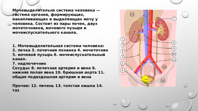 Мочевыделительня система человека — система органов, формирующих, накапливающих и выделяющих мочу у человека. Состоит из пары почек, двух мочеточников, мочевого пузыря и мочеиспускательного канала.   1. Мочевыделительная система человека: 2. почка 3. почечная лоханка 4. мочеточник 5. мочевой пузырь 6. мочеиспускательный канал. 7. надпочечник Сосуды: 8. почечная артерия и вена 9. нижняя полая вена 10. брюшная аорта 11. общая подвздошная артерия и вена  Прочее: 12. печень 13. толстая кишка 14. таз 