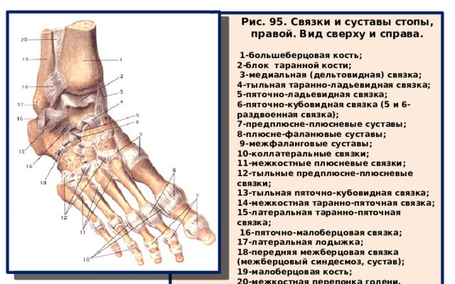Рис. 95. Связки и суставы стопы, правой. Вид сверху и справа.  1-большеберцовая кость; 2-блок таранной кости;  3-медиальная (дельтовидная) связка; 4-тыльная таранно-ладьевидная связка; 5-пяточно-ладьевидная связка; 6-пяточно-кубовидная связка (5 и 6-раздвоенная связка); 7-предплюсне-плюсневые суставы; 8-плюсне-фаланювые суставы;  9-межфаланговые суставы; 10-коллатеральные связки; 11-межкостные плюсневые связки; 12-тыльные предплюсне-плюсневые связки; 13-тыльная пяточно-кубовидная связка; 14-межкостная таранно-пяточная связка; 15-латеральная таранно-пяточная связка;  16-пяточно-малоберцовая связка; 17-латеральная лодыжка; 18-передняя межберцовая связка (межберцовый синдесмоз, сустав); 19-малоберцовая кость; 20-межкостная перепонка голени. 