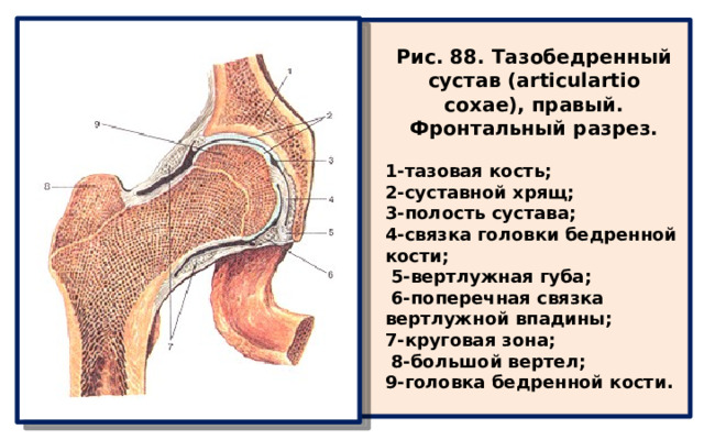  Рис. 88. Тазобедренный сустав (articulartio coxae), правый. Фронтальный разрез.  1-тазовая кость; 2-суставной хрящ; 3-полость сустава; 4-связка головки бедренной кости;  5-вертлужная губа;  6-поперечная связка вертлужной впадины; 7-круговая зона;  8-большой вертел; 9-головка бедренной кости.  