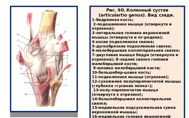 Рис. 90. Коленный сустав (articulartio genus). Вид сзади. 1-бедренная кость;  2-подошвенная мышца (отвернута и отрезана); 3-латеральная головка икроножной мышцы (отвернута и от-редана); 4-косая подколенная связка; 5-дугообразная подколенная связка; 6-малоберцовая коллатеральная связка; 7-двуглавая мышца бедра (отвернула и отрезана); 8-задняя связка головки малоберцовой кости;  9-юловка малоберцовой кости; 10-большебер-цовая кость; 11-подколенная мышца (отрезана); 12-сухожилие полуперепончатой мышцы (глубокая «гусиная лапка»);  13-полу-перепончатая мышца (отвернута к отрезана); 14-болыпеберцовая коллатеральная связка; 15-медиальная подсухожильная сумка икроножной мышцы; 16-медиальная головка икроножной мышцы 