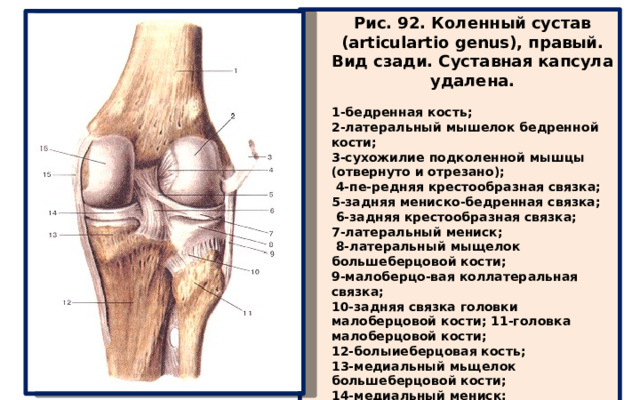 Рис. 92. Коленный сустав (articulartio genus), правый. Вид сзади. Суставная капсула удалена.  1-бедренная кость; 2-латеральный мышелок бедренной кости; 3-сухожилие подколенной мышцы (отвернуто и отрезано);  4-пе-редняя крестообразная связка; 5-задняя мениско-бедренная связка;  6-задняя крестообразная связка; 7-латеральный мениск;  8-латеральный мыщелок большеберцовой кости; 9-малоберцо-вая коллатеральная связка; 10-задняя связка головки малоберцовой кости; 11-головка малоберцовой кости; 12-болыиеберцовая кость; 13-медиальный мьщелок большеберцовой кости; 14-медиальный мениск; 15-большеберцовая коллатеральная связка; 16-медиальный мыщелок большеберцовой кости. 