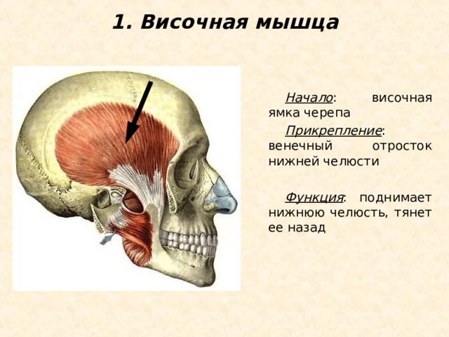 1. Височная мышца Начало : височная ямка черепа Прикрепление : венечный отросток нижней челюсти  Функция : поднимает нижнюю челюсть, тянет ее назад 