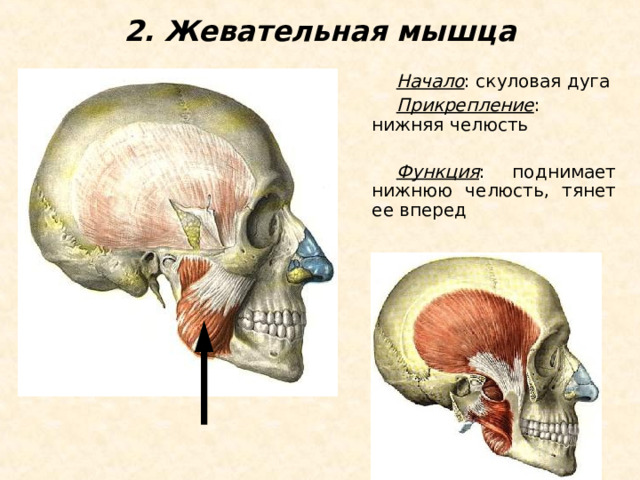2. Жевательная мышца Начало : скуловая дуга Прикрепление : нижняя челюсть  Функция : поднимает нижнюю челюсть, тянет ее вперед 