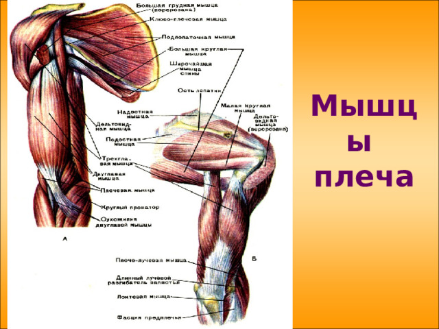  Мышцы плеча   