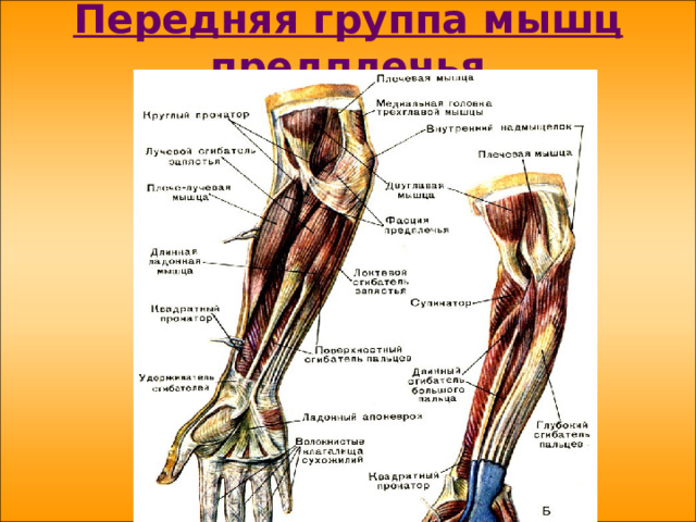 Передняя группа мышц предплечья 