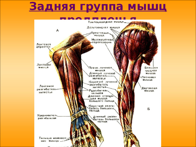 Задняя группа мышц предплечья 