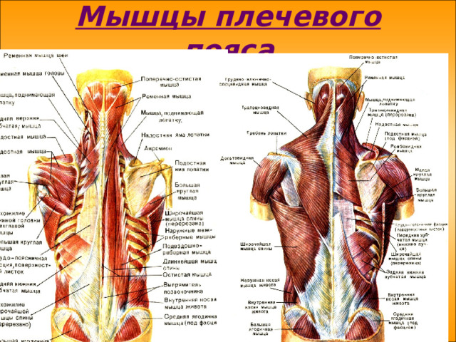 Мышцы плечевого пояса 