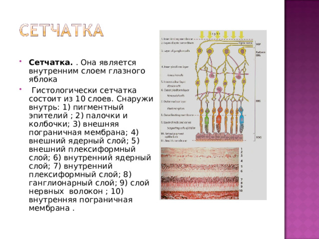 Сетчатка. . Она является внутренним слоем глазного яблока  Гистологически сетчатка состоит из 10 слоев. Снаружи внутрь: 1) пигментный эпителий ; 2) палочки и колбочки; 3) внешняя пограничная мембрана; 4) внешний ядерный слой; 5) внешний плексиформный слой; 6) внутренний ядерный слой; 7) внутренний плексиформный слой; 8) ганглионарный слой; 9) слой нервных волокон ; 10) внутренняя пограничная мембрана . 