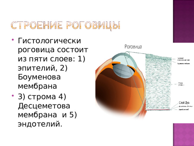 Гистологически роговица состоит из пяти слоев: 1) эпителий, 2) Боуменова мембрана 3) строма 4) Десцеметова мембрана и 5) эндотелий. 