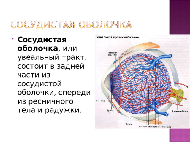 Сосудистая оболочка мозга. Сосудистая оболочка. Сосудистый тракт глаза состоит из. Увеальный тракт. Сосудистый тракт выполняет.