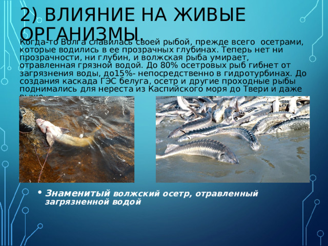 2) ВЛИЯНИЕ НА ЖИВЫЕ ОРГАНИЗМЫ. Когда-то Волга славилась своей рыбой, прежде всего осетрами, которые водились в ее прозрачных глубинах. Теперь нет ни прозрачности, ни глубин, и волжская рыба умирает, отравленная грязной водой. До 80% осетровых рыб гибнет от загрязнения воды, до15%- непосредственно в гидротурбинах. До создания каскада ГЭС белуга, осетр и другие проходные рыбы поднимались для нереста из Каспийского моря до Твери и даже выше. Знаменитый волжский осетр, отравленный загрязненной водой  