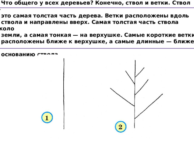  Что общего у всех деревьев? Конечно, ствол и ветки. Ствол —  это самая толстая часть дерева. Ветки расположены вдоль  ствола и направлены вверх. Самая толстая часть ствола около  земли, а самая тонкая — на верхушке. Самые короткие ветки  расположены ближе к верхушке, а самые длинные — ближе к  основанию ствола. 