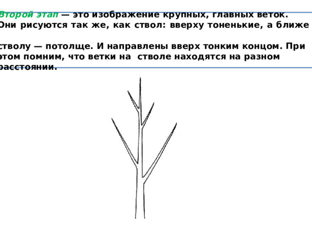 Второй этап — это изображение крупных, главных веток. Они рисуются так же, как ствол:  вверху тоненькие, а ближе к стволу — потолще. И направлены вверх тонким концом. При этом помним, что ветки на  стволе находятся на разном  расстоянии. 