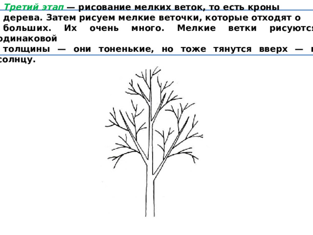 Третий этап — рисование мелких веток, то есть кроны дерева. Затем рисуем мелкие веточки, которые отходят о больших. Их очень много. Мелкие ветки рисуются одинаковой толщины — они тоненькие, но тоже тянутся вверх — к солнцу. 