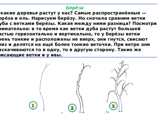  Берёза А какие деревья растут у нас? Самые распространённые — берёза и ель. Нарисуем берёзу. Но сначала сравним ветки дуба с ветками берёзы. Какая между ними разница? Посмотрим внимательно: в то время как ветки дуба растут большей частью горизонтально и вертикально, то у берёзы ветки очень тонкие и расположены не вверх, они гнутся, свисают вниз и делятся на ещё более тонкие веточки. При ветре они раскачиваются то в одну, то в другую сторону. Такие же свисающие ветки и у ивы. 