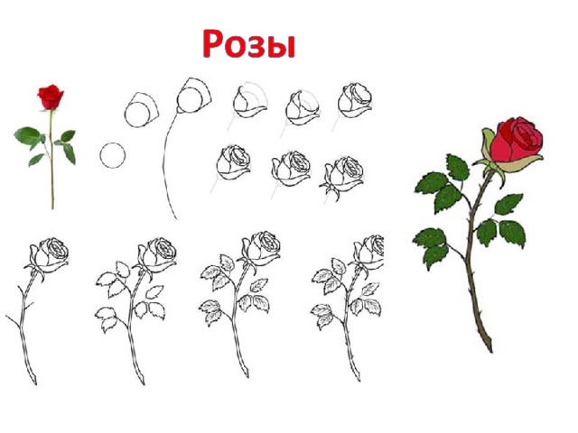 Роза схема 1 класс