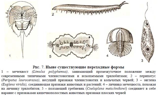 Какая схема верно отражает место членистоногих среди других беспозвоночных