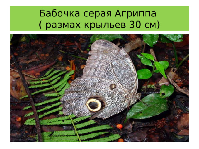 Бабочка серая Агриппа  ( размах крыльев 30 см) 