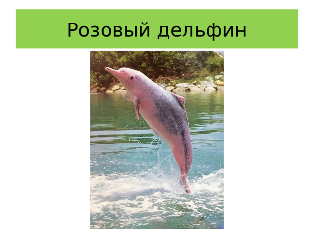 Розовый дельфин 