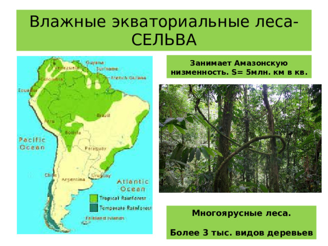Влажные экваториальные леса-  СЕЛЬВА Занимает Амазонскую низменность. S= 5млн. км в кв. Многоярусные леса.  Более 3 тыс. видов деревьев 