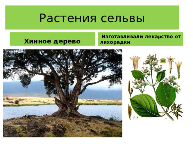 Растения сельвы Хинное дерево  Изготавливали лекарство от лихорадки 