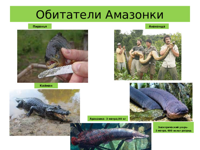 Обитатели Амазонки Анаконда Пиранья Кайман Арапаима- 3 метра,90 кг Электрический угорь- 2 метра, 600 вольт разряд 