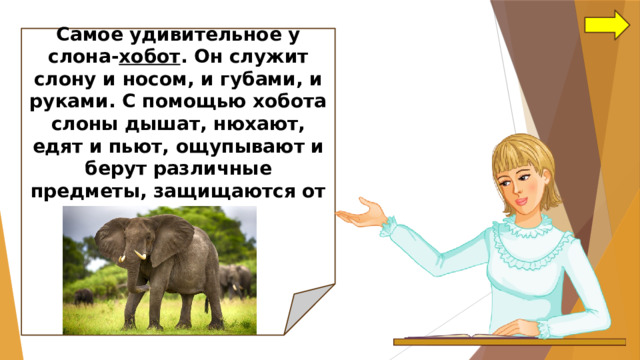  Самое удивительное у слона- хобот . Он служит слону и носом, и губами, и руками. С помощью хобота слоны дышат, нюхают, едят и пьют, ощупывают и берут различные предметы, защищаются от врагов.     