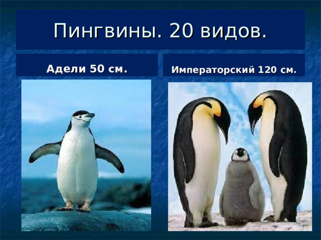 Пингвины. 20 видов. Адели 50 см. Императорский 120 см. 