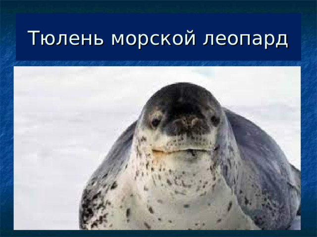 Тюлень морской леопард 