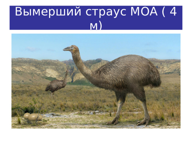 Вымерший страус МОА ( 4 м) 