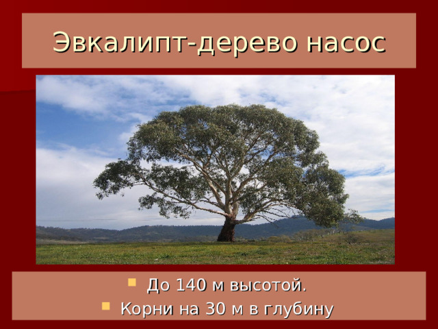Эвкалипт-дерево насос До 140 м высотой. Корни на 30 м в глубину 