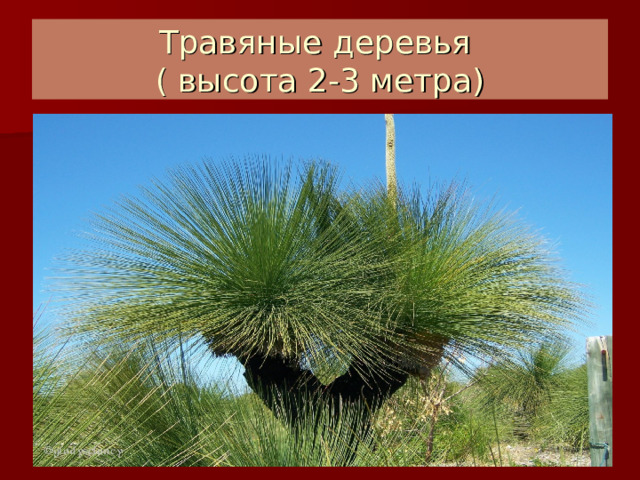 Травяные деревья  ( высота 2-3 метра) 