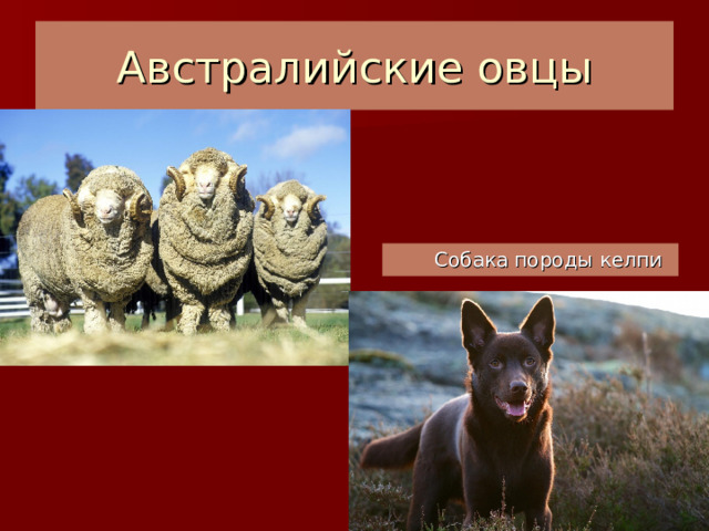 Австралийские овцы Собака породы келпи Собака породы келпи 