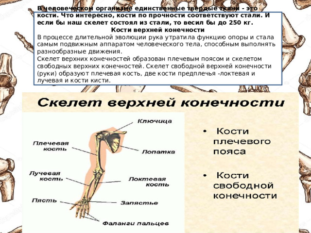 Функция скелета передних конечностей