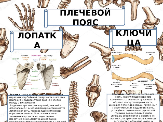 Лопатки парные кости