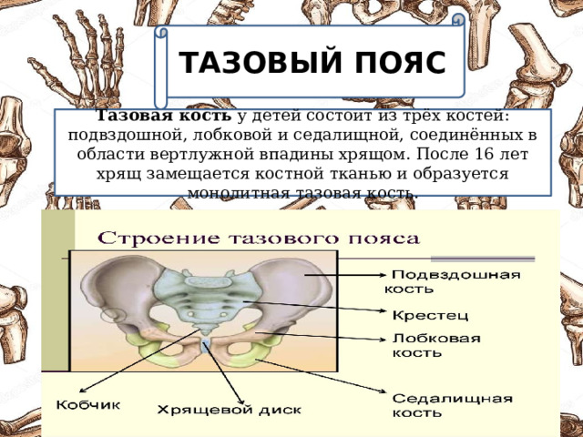 Тазовый пояс кости