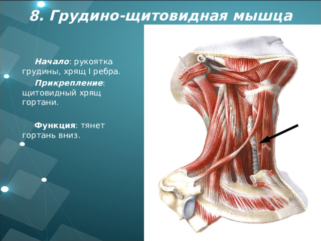 8 . Грудино-щитовидная мышца Начало : рукоятка грудины, хрящ I ребра. Прикрепление : щитовидный хрящ гортани. Функция : тянет гортань вниз. 