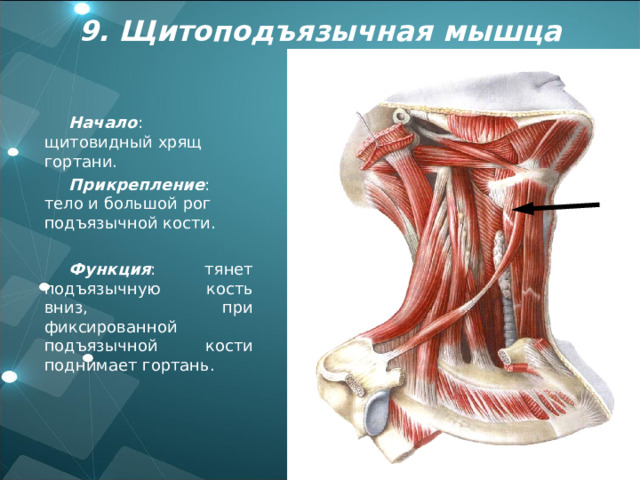 9 . Щитоподъязычная мышца Начало : щитовидный хрящ гортани. Прикрепление : тело и большой рог подъязычной кости. Функция : тянет подъязычную кость вниз, при фиксированной подъязычной кости поднимает гортань. 