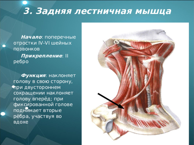 3. Задняя лестничная мышца Начало : поперечные отростки IV-VI шейных позвонков Прикрепление : II ребро Функция : наклоняет голову в свою сторону, при двустороннем сокращении наклоняет голову вперёд; при фиксированной голове поднимает вторые рёбра, участвуя во вдохе 