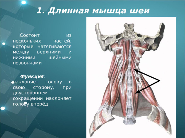 Между верхний. Длинная мышца шеи.