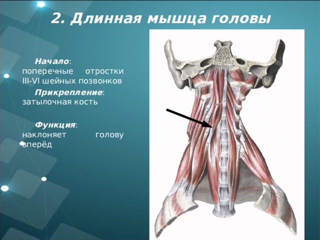 2. Длинная мышца головы Начало : поперечные отростки III-VI шейных позвонков Прикрепление : затылочная кость Функция : наклоняет голову вперёд 
